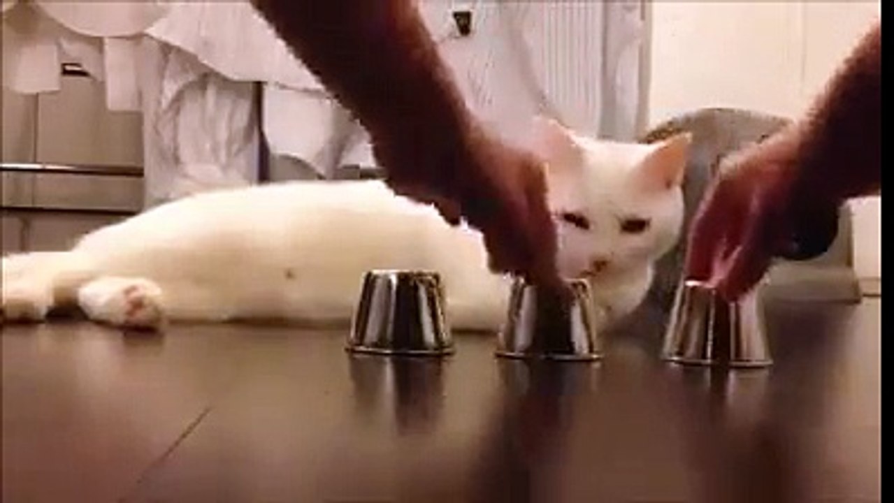 Akıllı kedi ;)