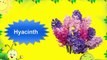 Learning English - Learn Names of Flowers - Learning for Kids
