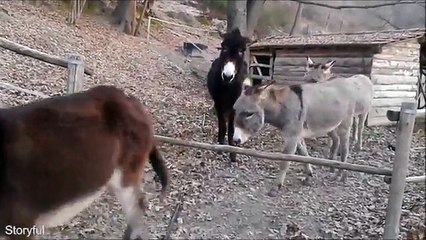 Akıllı Eşek Oreste