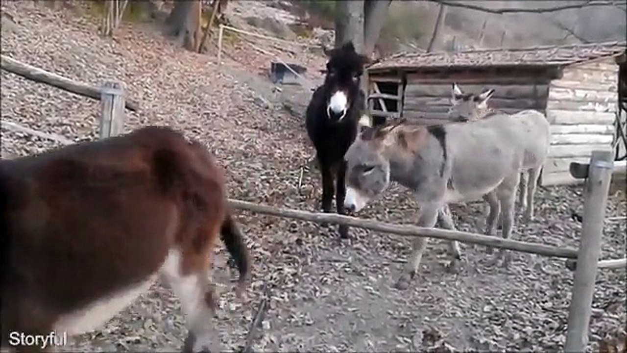 Akıllı Eşek Oreste