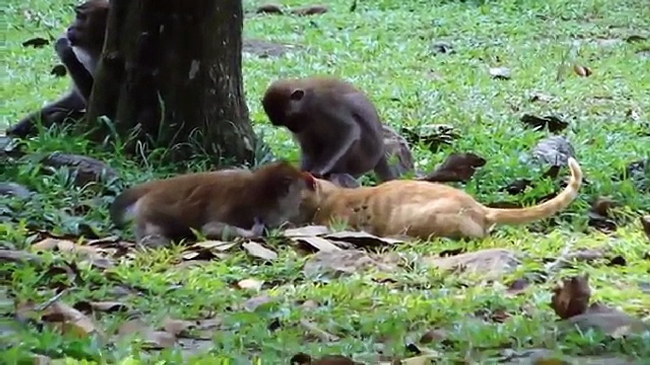 Monkeys VS CATS (HD)