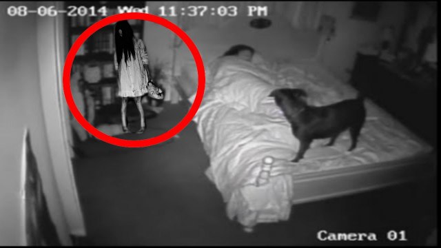 VÍDEO CHOCANTE CACHORRO VÊ FANTASMA NO QUARTO DO SEU DONO ASSUSTADOR DE DAR MEDO
