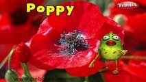 Poppy Rhyme | 3D Nursery Rhymes With Lyrics For Kids | Flower Rhymes | 3D Rhymes Animation