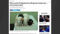 Diabetic Mice Cured By Mouse Cells Cultivated In Rats
