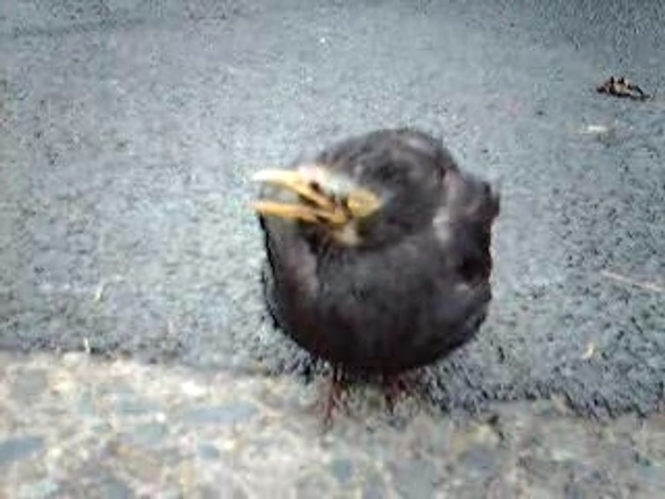 Oiseau défoncé effet de la drogue sur les animaux