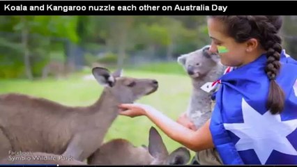 Koala and Kangaroo nuzzle each other on Australia Day
