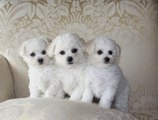 Bichon Frise Poodle Puppies - 85 - DoggyMan