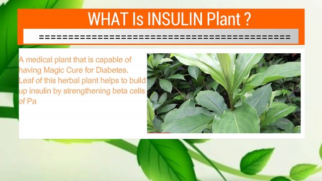 Insulin Plant A Diabetes Home Natural Herbal Remedy || Magic Cure for Diabetes Naturally