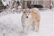 Akita Inu Obedience Training - 86 - DoggyMan