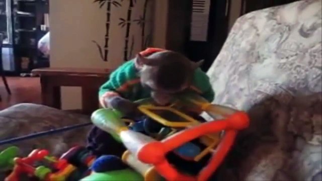 Кто в доме хозяин