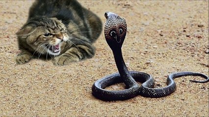 Amazing Cat vs cobra snake fight