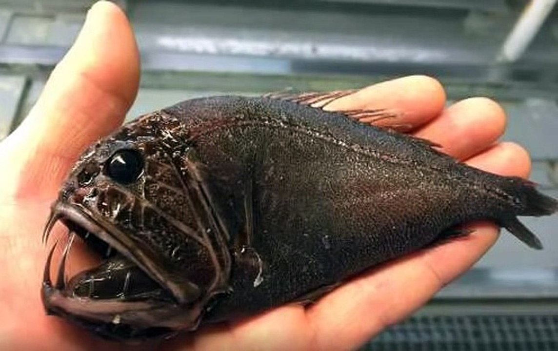 É de meter medo Pescador de águas profundas publica imagens de peixes assustadores