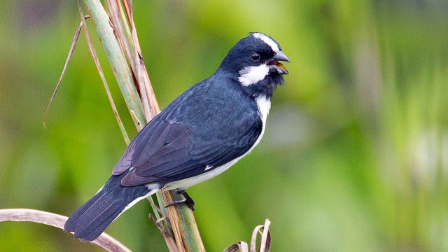O CANTO DO BIGODINHO MINEIRO (BOM PARA TREINAR SEUS FILHOTES