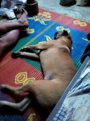 Un chien en plein rêve.. Et ça court et ça court!!!!