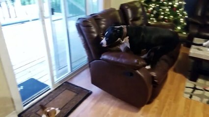 Quand ton chien préfère la marche arrière... Fou