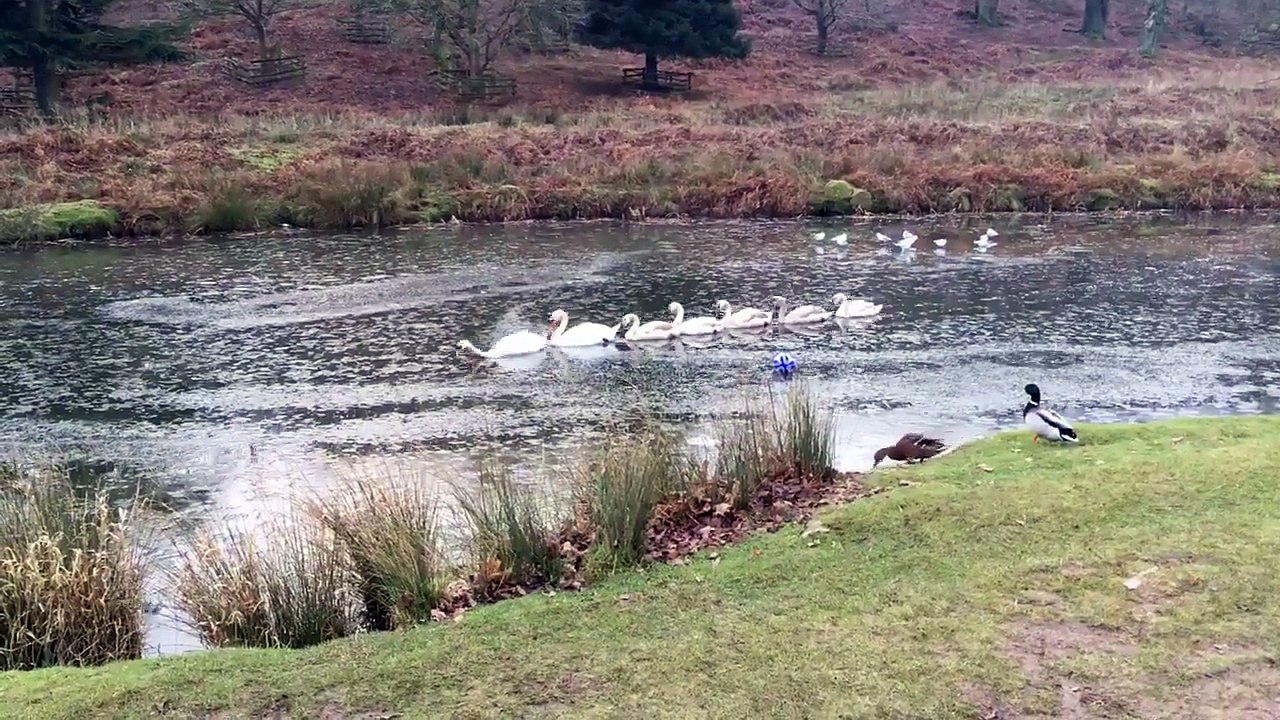 Des cygnes en mode Brise glace! Belle technique...