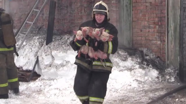 150 porcelets sont sauvés par les pompiers