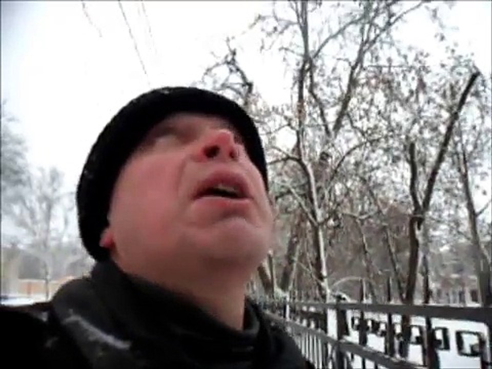 Где грачи зимуют на деревьях