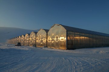 Eksi 40 Derecede Domates Üretiyorlar