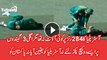 Two Great Catches Took By Pakistani Fielders After Having Massive Dhulai