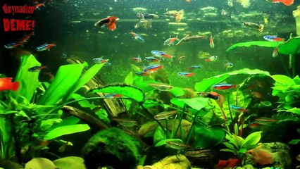 Küçük Ama Çok Tehlikeli 10 Hayvan