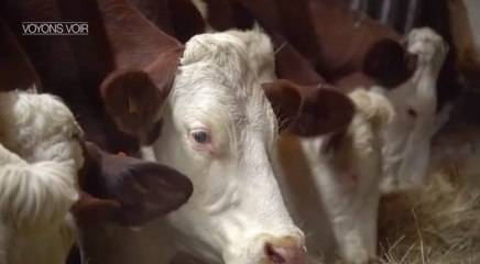 VOYONS VOIR - 26 JANVIER 2017