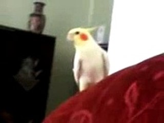 ÇOK TATLI SULTAN PAPAĞANI