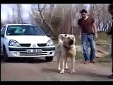 The Kangal dog is pulling the car, The strongest dog!!!