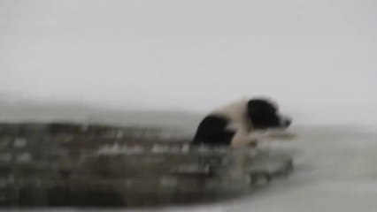 Rischia La Vita Per Salvare Un Cane In Pericolo: Il Filmato Vi terrà con Il Fiato Sospeso