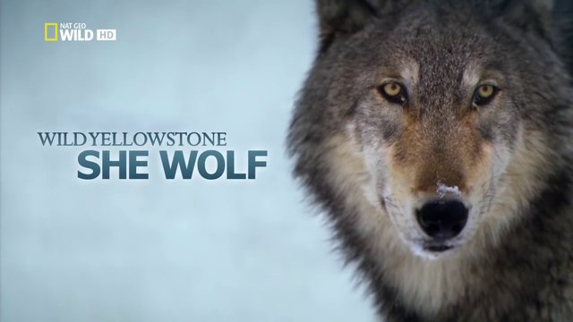Wild Yellowstone - She Wolf [HD]