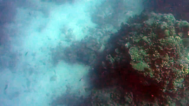 Un plongeur se fait attaquer par un requin et doit lui planter son harpon pour survivre.