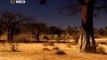 Lions Fight To The DEATH - Africas Dry Savannah - Wildlife Documentary