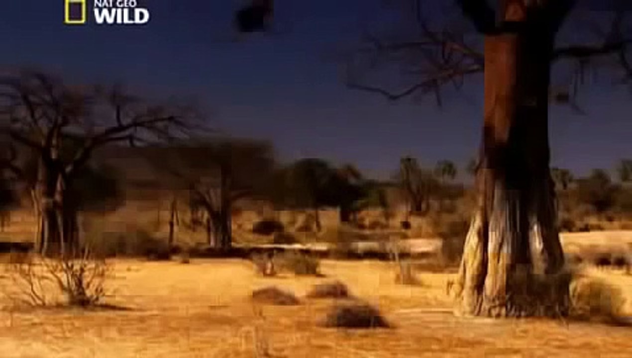 Lions Fight To The DEATH - Africas Dry Savannah - Wildlife Documentary