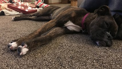 You'll never be as happy as this dog's first snow experience