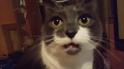 Is this the most talkative cat ever?