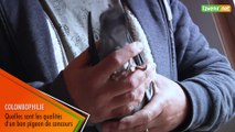 L'Avenir - Erik Limbourg : les qualités d'un bon pigeon de concours