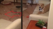 Guilty dog caught red-handed making giant mess