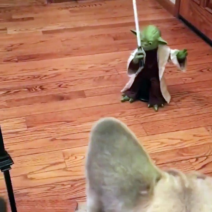 Köpekler oyuncak yoda'dan korkuyor
