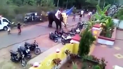 Un éléphant devient fou et dégomme tout ce qu’il trouve sur son passage...