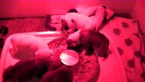 25ème vidéo Chiots de la 27ème portée de STAFFORDLAND(2)