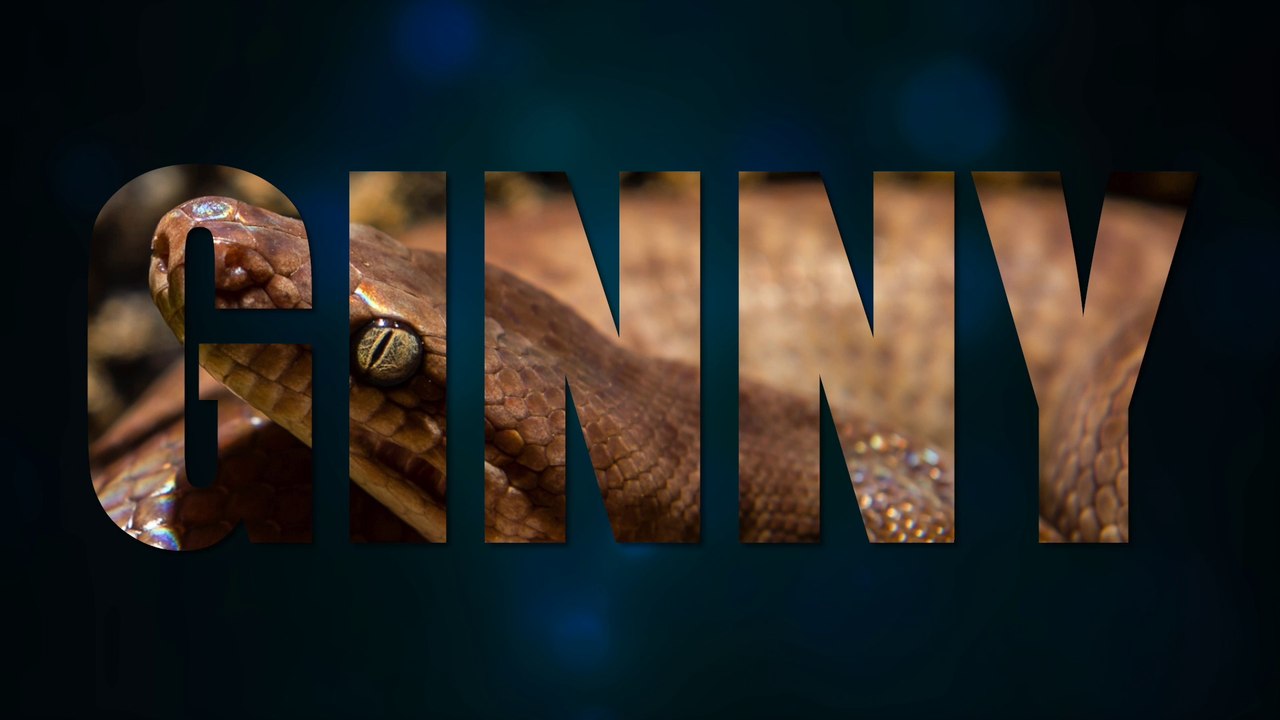 Snake Feeding