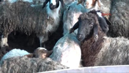 Mersin Tüyleri Dökülen Koyunlar Korkutuyor