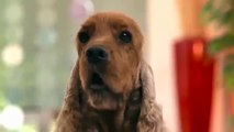 Club Petz - Lola & Lucy Animated Dog Plush - TV Toys
