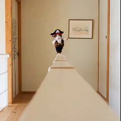 gatos sao mesmo muito fofos