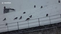 Hooded crows 'play' on snowy roof
