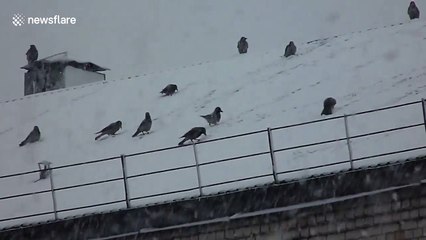 Hooded crows 'play' on snowy roof