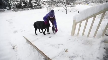 Ce facteur fabrique une rampe pour un vieux toutou... Beau geste
