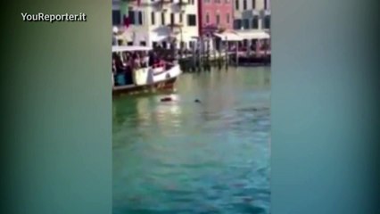 Un migrant se noie à Venise : la foule se moque et l'insulte