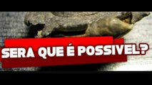 SERÁ ISSO POSSÍVEL? PARA QUEM GOSTA DE ESPORTE RADICAL- Se não fosse filmado, ninguém iria acreditar.Vídeos incríveis