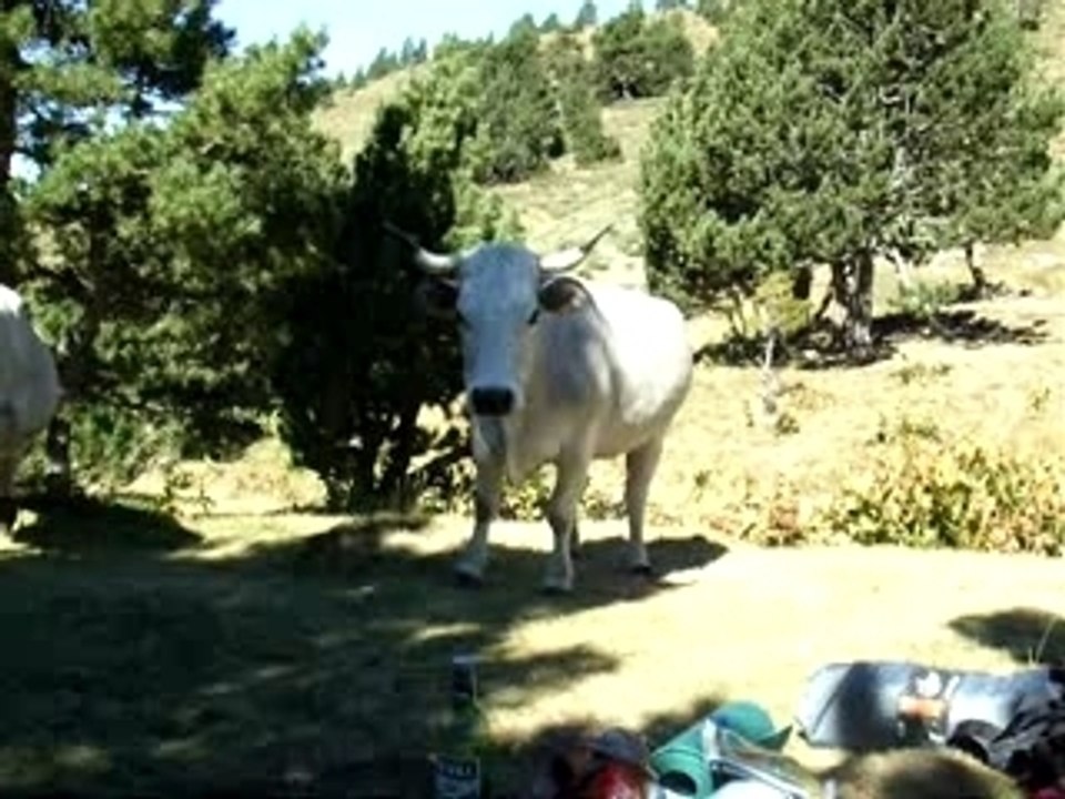 la vache